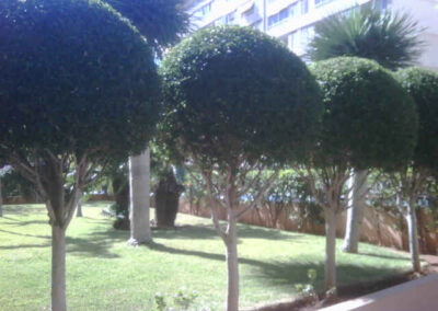 mantenimiento de jardin en tenerife